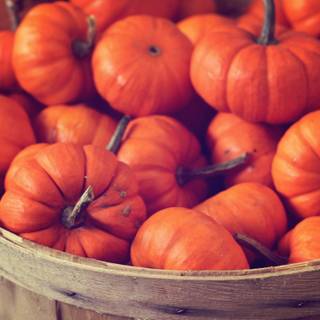 Pumpkins and basket wallpaper