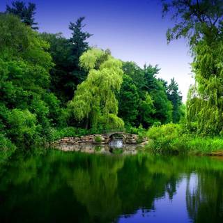 Forest river wallpaper