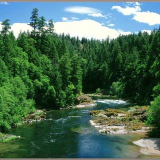 Forest river wallpaper