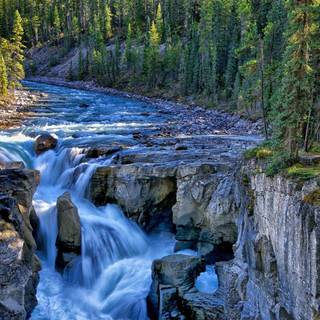 Forest river wallpaper