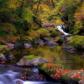 Forest creek wallpaper