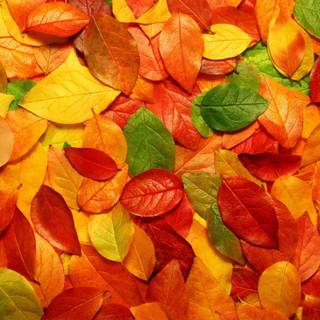 Fall colors reflection wallpaper