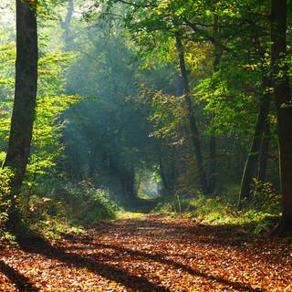 Sun rays autumn wallpaper