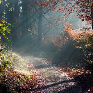 Forest path wallpaper