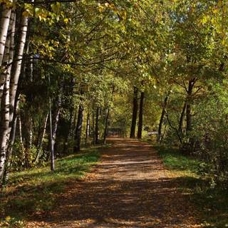 Forest path wallpaper