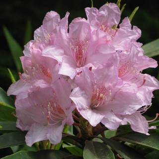 Rhododendron West Virginia wallpaper