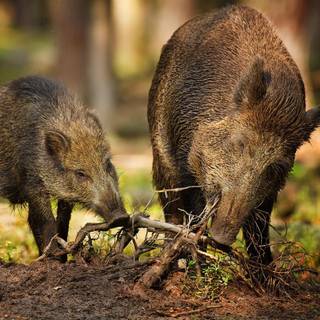 Wild pigs wallpaper