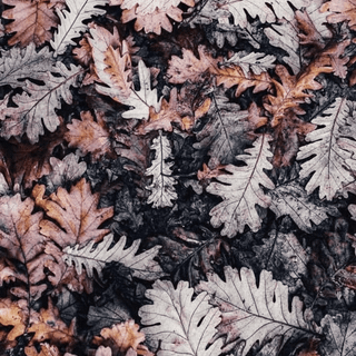 Happy Autumn 2019 wallpaper