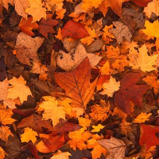 Autumn season wallpaper