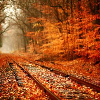 Autumn beauty wallpaper