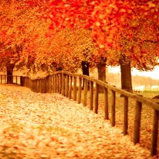 Autumn beauty wallpaper