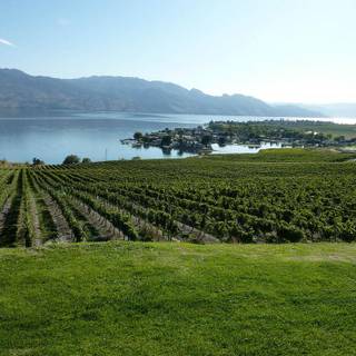 Okanagan vineyard wallpaper