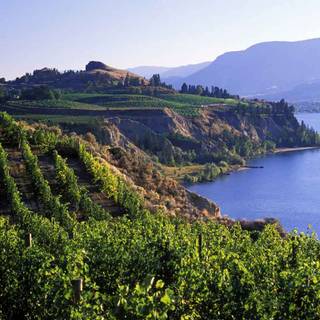 Okanagan vineyard wallpaper