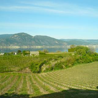 Okanagan vineyard wallpaper