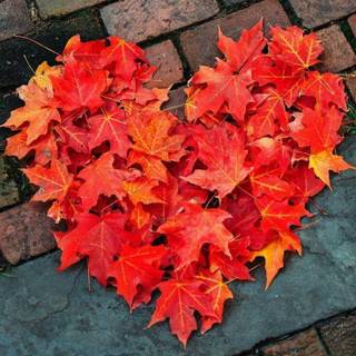 I love autumn wallpaper