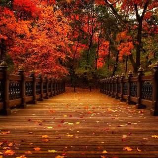 Autumn bridge and trees wallpaper