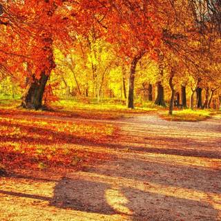 Autumn leaves 4K wallpaper