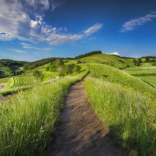 Countryside grass fields scenery wallpaper