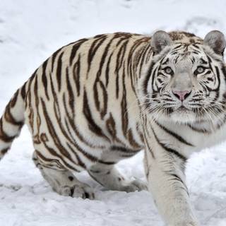 Siberian Tiger 4K wallpaper