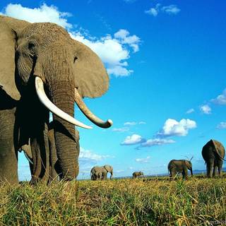 Indian nature wallpaper