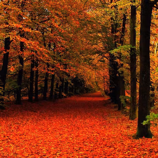 Falling leaves wallpaper