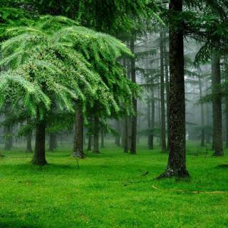 Forest rain wallpaper