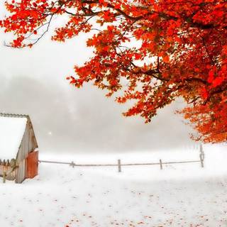 Snowy autumn wallpaper