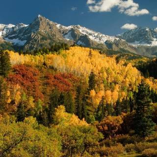 Snowy autumn wallpaper