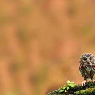 Little Owl wallpaper