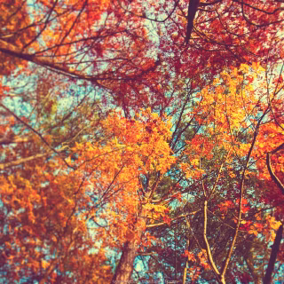 Autumn aesthetic wallpaper