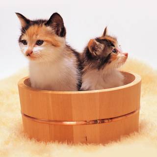 Kittens on the bucket wallpaper