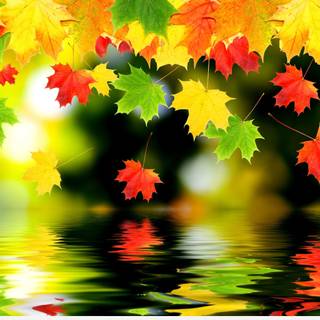 Brilliant autumn wallpaper