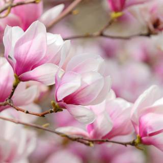 Magnolia spring wallpaper
