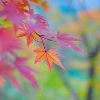 Colourful autumn wallpaper