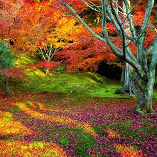 Colourful autumn wallpaper