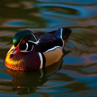 Wood duck wallpaper