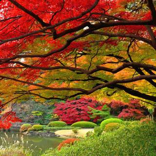 Autumn Japanese lake wallpaper