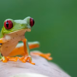 Amphibians wallpaper