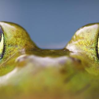 Amphibians wallpaper