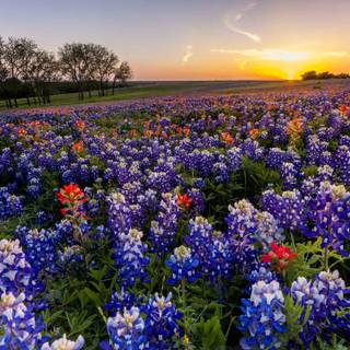 Texas Hill Country Indian Paintbrush wallpaper