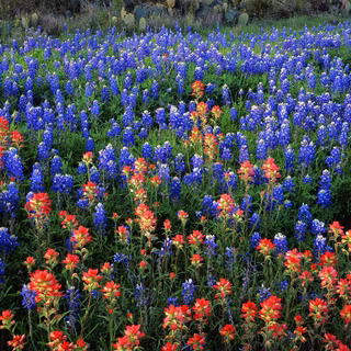 Texas Hill Country Indian Paintbrush wallpaper