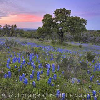Texas Hill Country Indian Paintbrush wallpaper