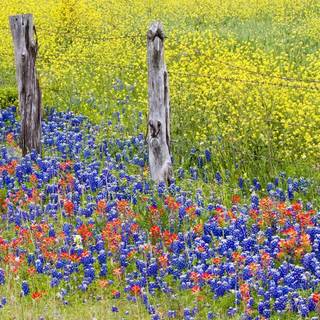 Texas Hill Country Indian Paintbrush wallpaper