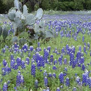 Texas Hill Country Indian Paintbrush wallpaper