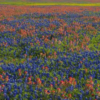 Texas Hill Country Indian Paintbrush wallpaper