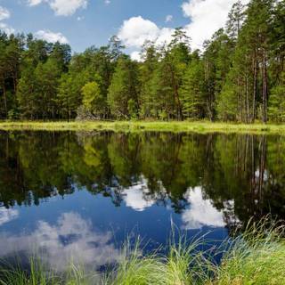 Trees reflected in the lake wallpaper