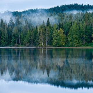 Trees reflected in the lake wallpaper