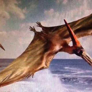 Pterodactyl wallpaper