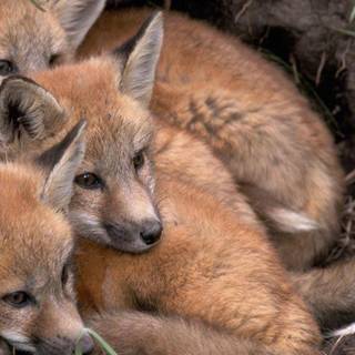 Fox cubs wallpaper