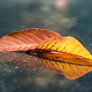 Autumn leaves reflection wallpaper